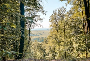 Forêt de Ernolsheim-lès-Saverne