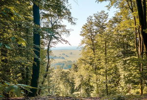 Forêt de Ernolsheim-lès-Saverne