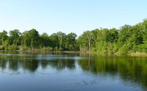 Forêt du Der