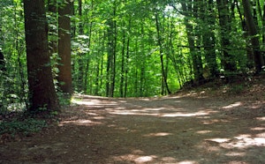 Forêt du Tannenwald