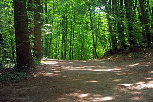 Forêt du Tannenwald