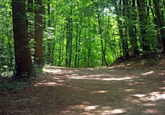 Forêt du Tannenwald