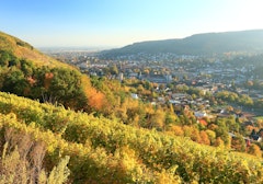 Guebwiller Vineyard