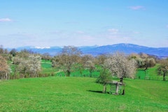 Circuit du Brunnenberg et de la Bellevue- Habsheim