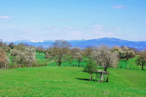 Circuit du Brunnenberg et de la Bellevue- Habsheim