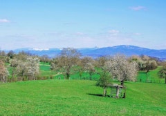 Circuit du Brunnenberg et de la Bellevue- Habsheim