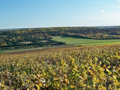 Hillsides and Vines of Montgueux
