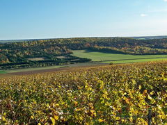 Hillsides and Vines of Montgueux