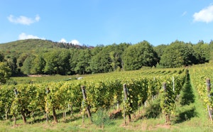 Loop of Leimbach