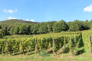 Loop of Leimbach