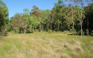 Marais Tufeux de Chalmessin