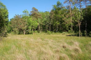 Marais tufeux de Chalmessin