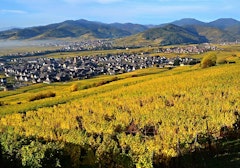 Heights of Sigolsheim