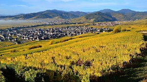 Heights of Sigolsheim