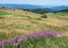 Petit Ballon d'Alsace from Stemlisberg