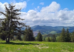 Petit Rosskopf