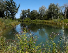 Petite Camargue Alsacienne