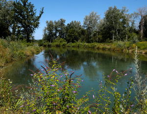 Petite Camargue alsacienne