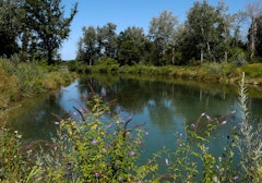 Petite Camargue alsacienne