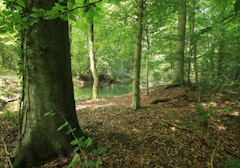 Sentier Botanique de la Forêt du Neuhof