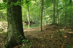 Sentier Botanique de la Forêt du Neuhof