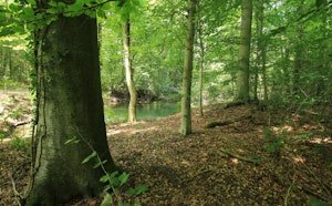Sentier Botanique de la Forêt du Neuhof