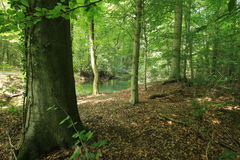 Sentier Botanique de la Forêt du Neuhof
