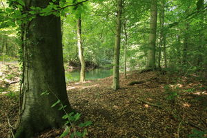 Sentier botanique de la forêt du Neuhof