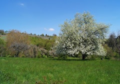 Sentier des Sols d'Osenbach