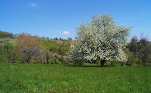 Sentier des Sols d'Osenbach
