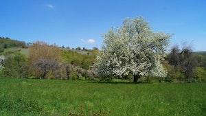 Sentier des Sols d'Osenbach