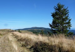 Trehkopf