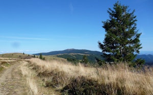 Trehkopf