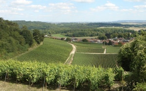 Vignes de Trigny