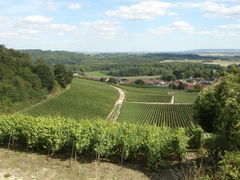 Vines de Trigny