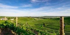 Vineyards of Hautvillers