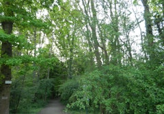 Bois de Lutterbach