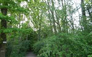 Bois de Lutterbach