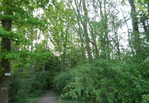 Bois de Lutterbach