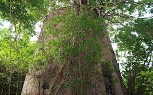 Forêt de Poyen