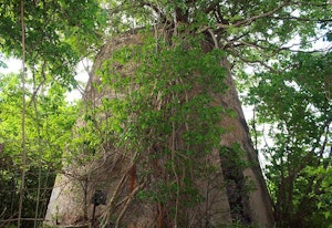Forêt de Poyen