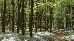 Around Muncq-Nieurlet