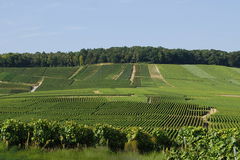 Between Brasles and Mont-Saint-Père