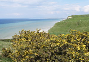 Bois de Cise par Mers-les-Bains