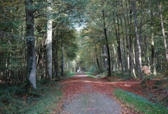 Bois de Creuse