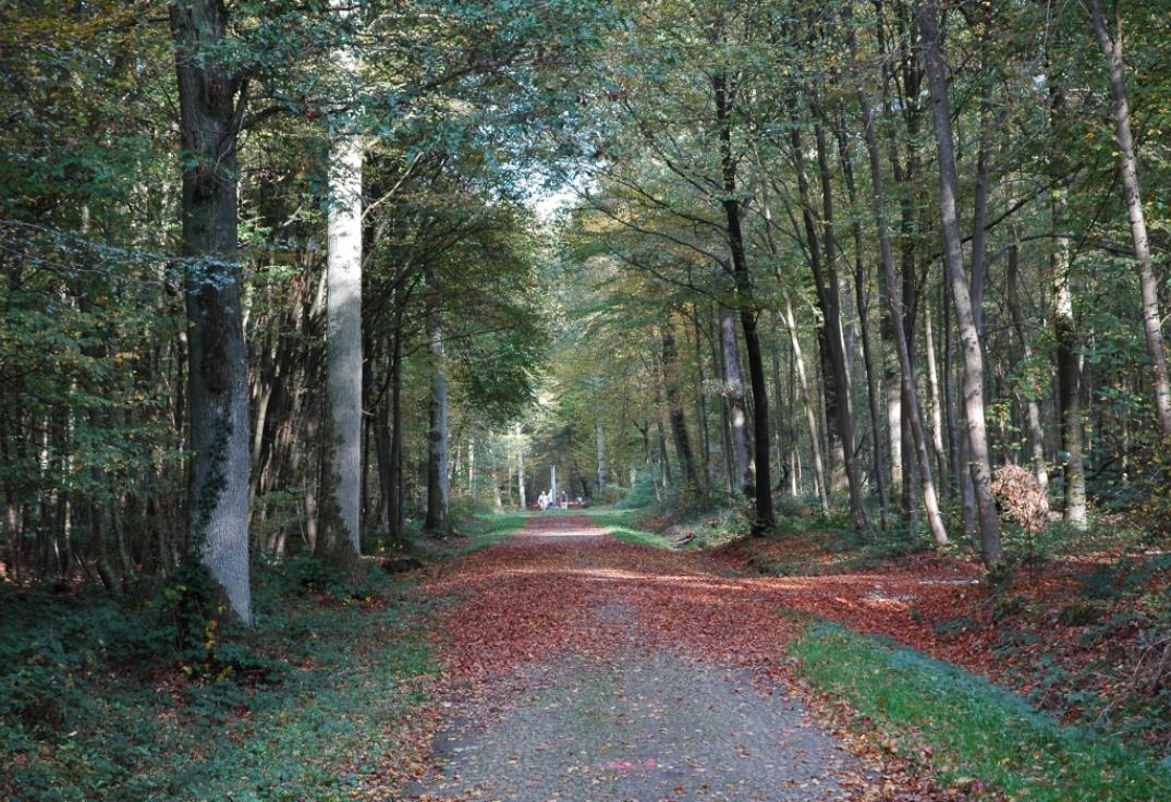 Bois de Creuse