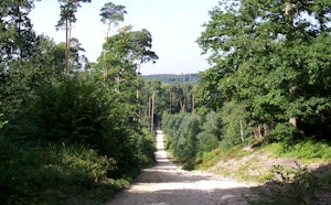 Bois de Perthe