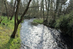 Bois des Dames