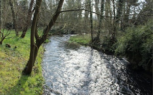 Bois des Dames