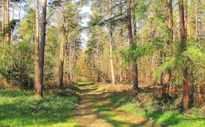 Forêt de Laigue